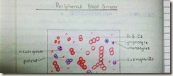 peripheral blood smear H&E diagram