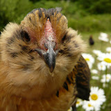 chickens 2008