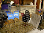 the cluckers 031.jpg