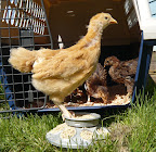 chickens April 2009 047.jpg