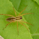 Rabid wolf spider (female)