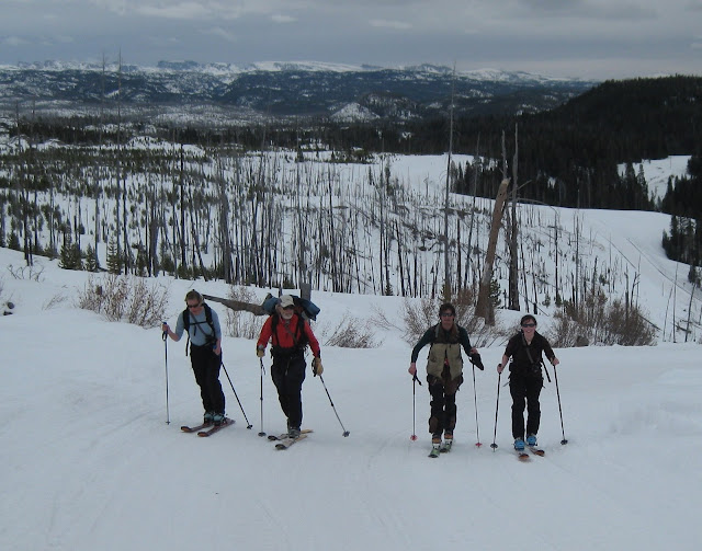 Dr. Jesse Logan and others skiing during whitebark pine workshop, Montana