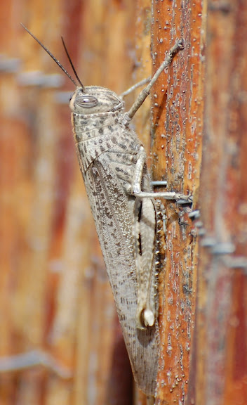 [Image: DSC_0033a.JPG]
