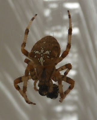 Spider – Araneus diadematus