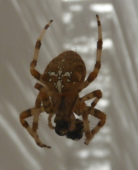 Araneus Diadematus
