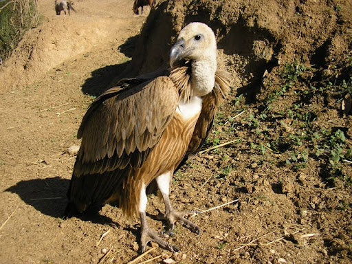 Up close and personal with a Griffon Vulture