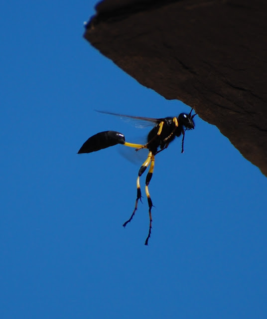 [Image: Thread-wasted%20Wasp%20.JPG]