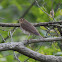 Swainson's Thrush