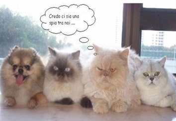 spia animali spia animali