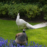 Keukenhof, The Netherlands (2008-05)