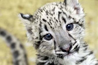 [leopard[3].jpg]