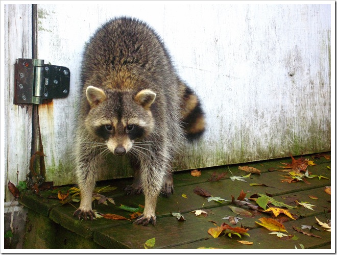 Wine weekend and Raccoon 066