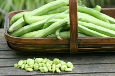 Broad Beans Gourmet Diet Delivery broad beans