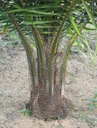 Oil Palm Seed