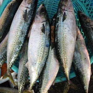 [ilegal_fish_import_indonesia[5].jpg]