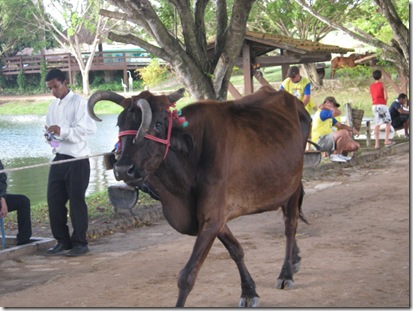 Tricórnio Tricórnio