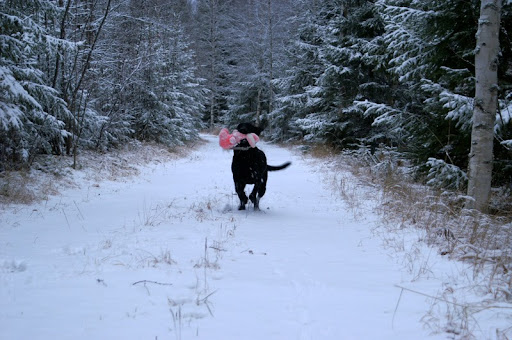 Labradorinnoutaja