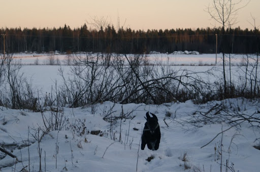 Labradorinnoutaja pellonlaidassa