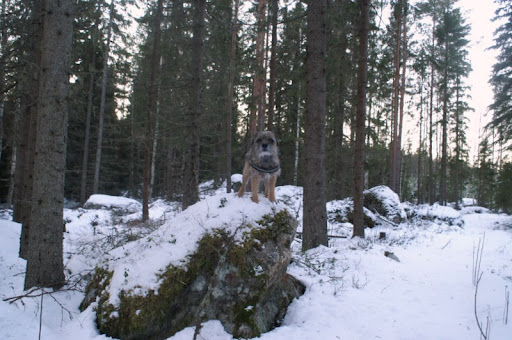 borderterrieri kivellä