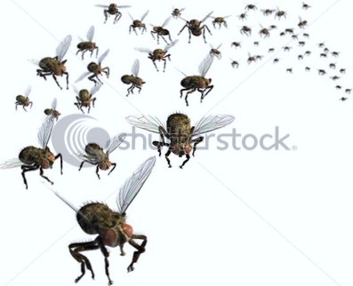 [stock-photo--d-render-of-a-swarm-of-flies-they-re-headed-your-way-12375310 - Copy[4].jpg]