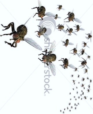[stock-photo--d-render-of-a-swarm-of-flies-they-re-headed-your-way-12375310 - Copy - Copy[8].jpg]