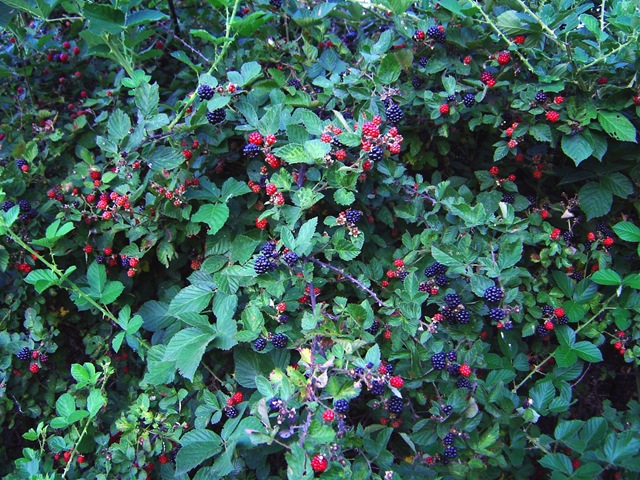 [blackberries-july-12-2004_000-2[3].jpg]