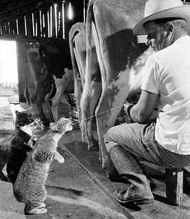 [cats-love-milk[6].jpg]