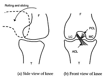 [v13n2_kneefig1[3].jpg]