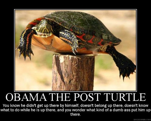 [obamapostturtle-1[3].jpg]