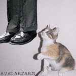 hangingkitty