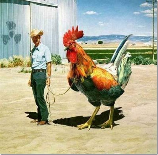 chicken