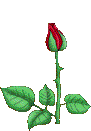 [Rose[20].gif]