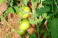 Tomatoes are coming along