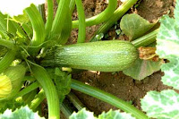 Zucchini is plentiful
