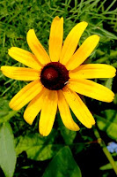 Rudebeckia in the wildflower bed