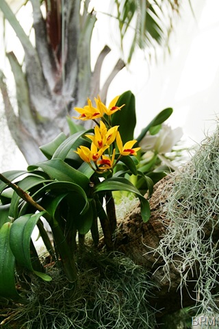 [orchid2[8].jpg]
