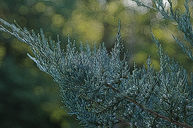 [fern8M[4].jpg]