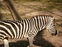 Zebra_zoo