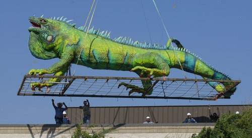 [Iguana[4].jpg]