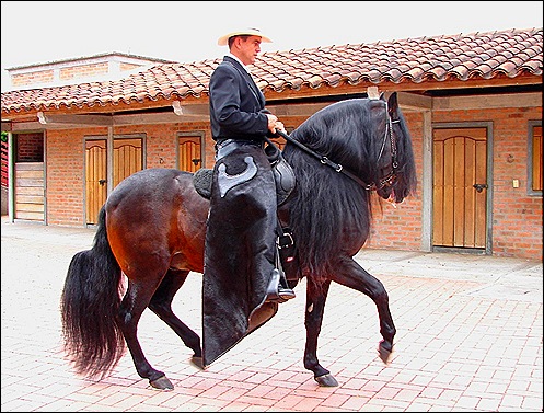 caballobonito