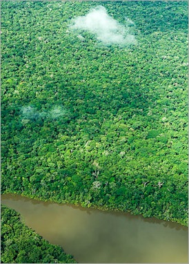 Aerial view of pristine Amazon Rainforest or jungle, Brazil