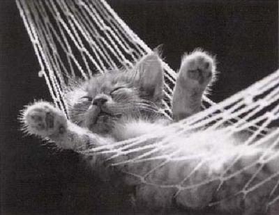 [cat-nap-hammock[2].jpg]