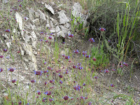 IMG_3896.JPG Photo