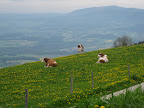 They love the view too!
