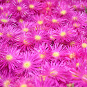 Trailing Iceplant