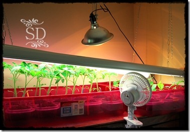 SeedlingSetup3-30 SeedlingSetup3-30