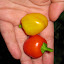 Sweet Pepper 'Mini Red Bell'