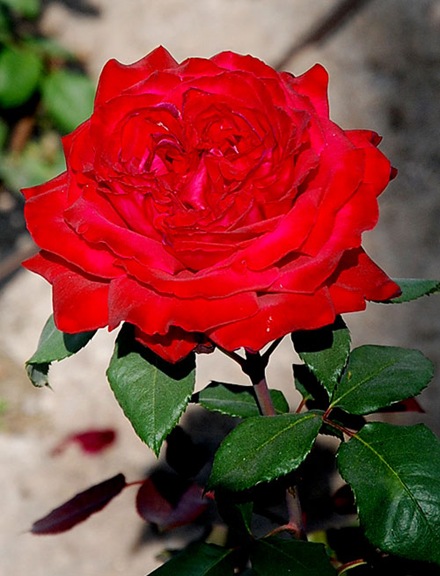 rose6 rose6