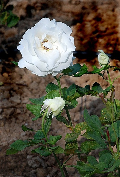 rose9 rose9