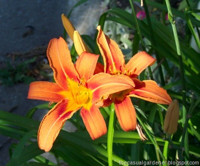 [Orange Day Lily[6].jpg]